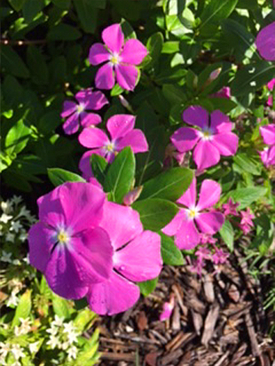 034A_Sunpatiens-Impatiens